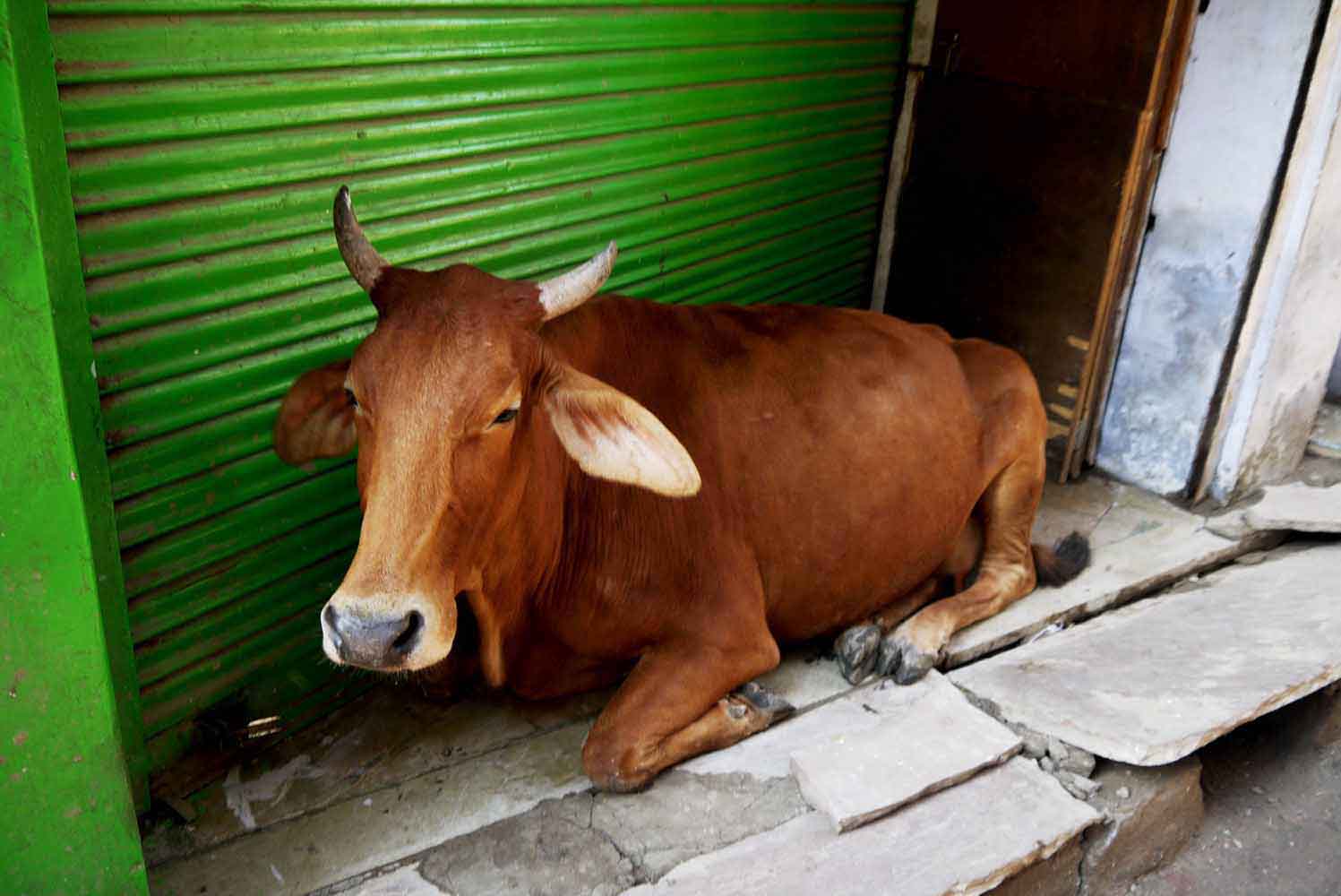 Kuh auf der Straße in Indien, Ajmer