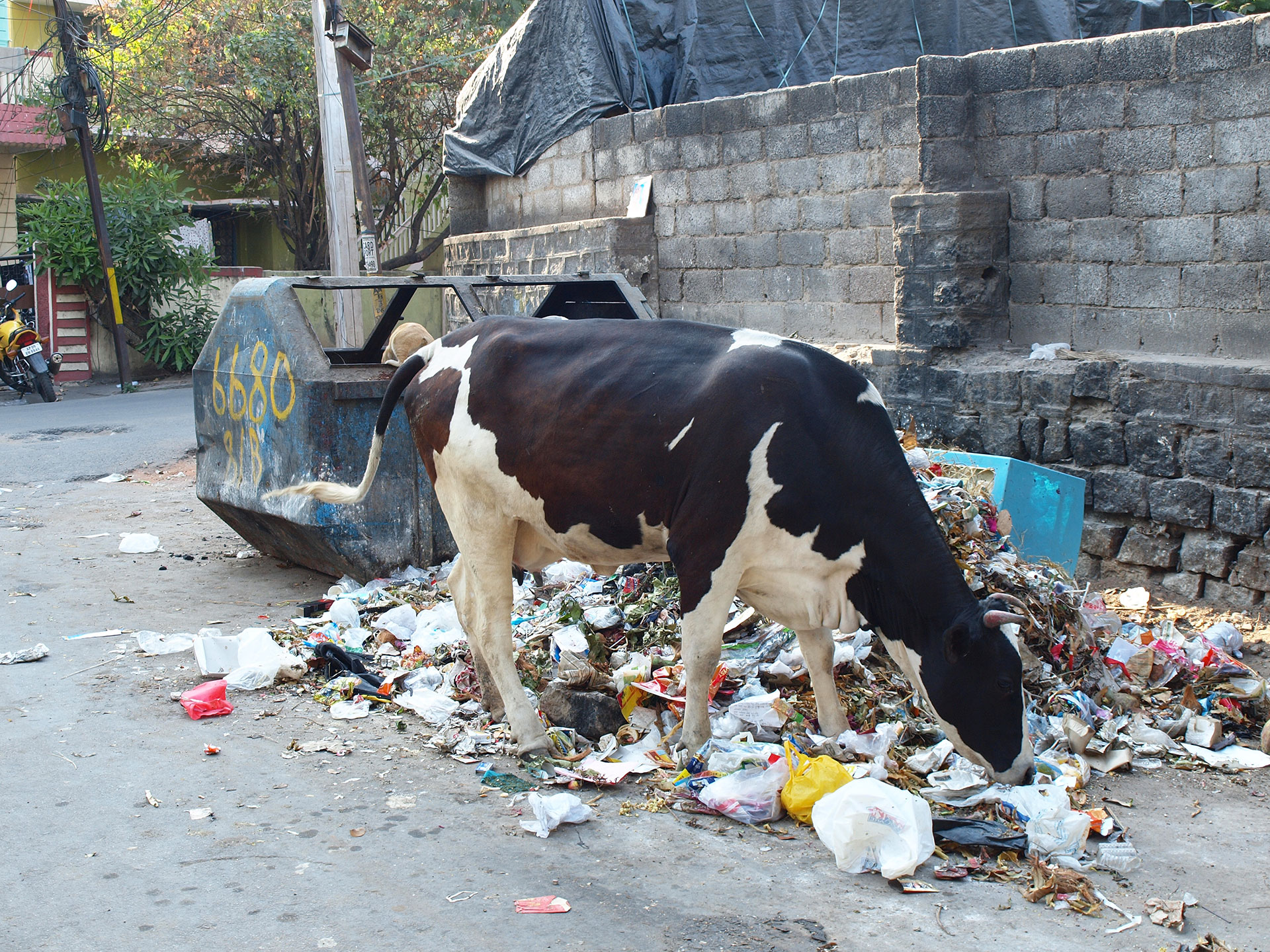Indien: Kühe suchen im Müll nach Essbarem