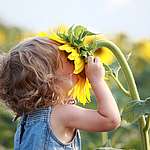 Kleinkind riecht an Sonnenblume