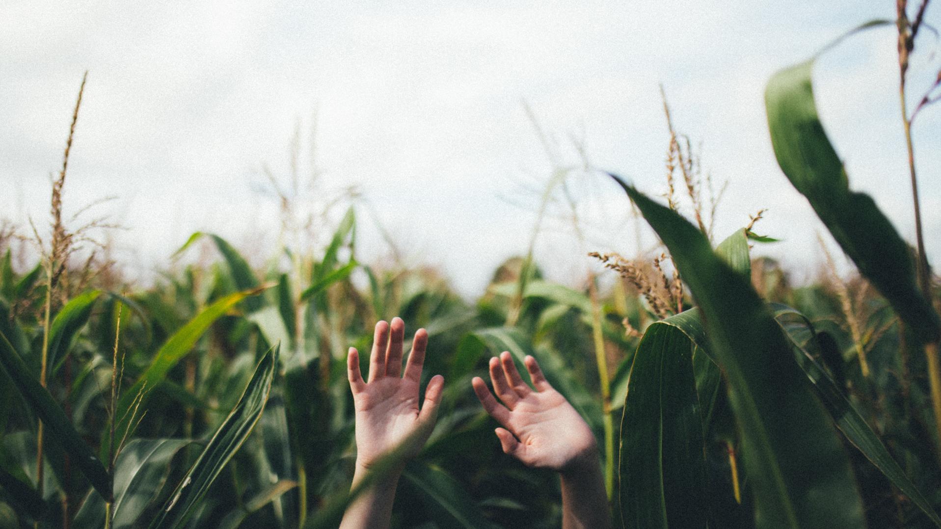 Blick auf in die Luft gestreckte Kinderhände in einem Maisfeld