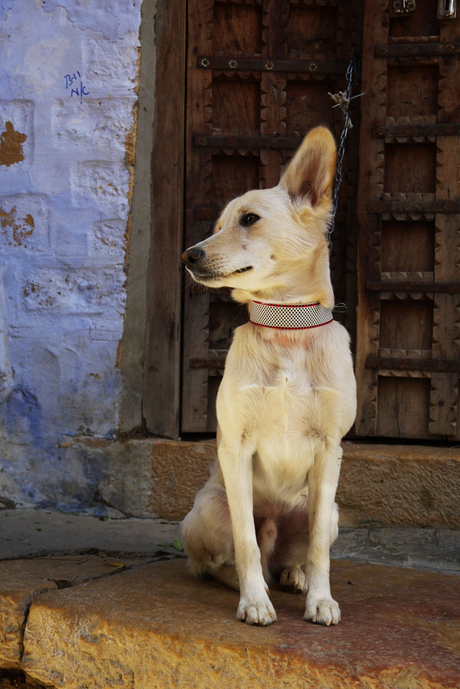 Hund in Jaisalmer