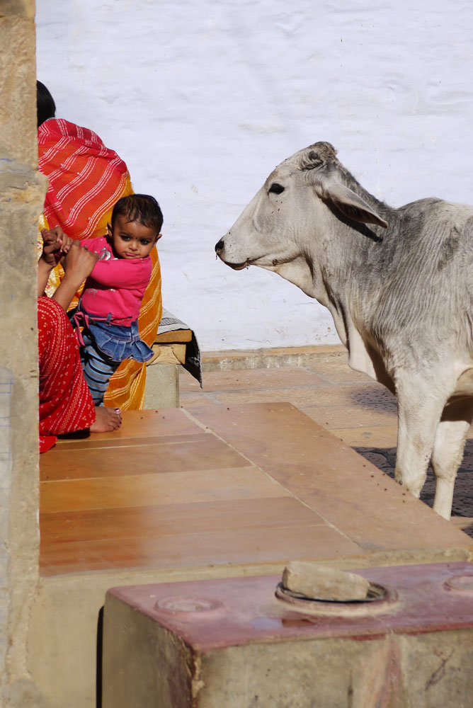 Kuh in Jaisalmer