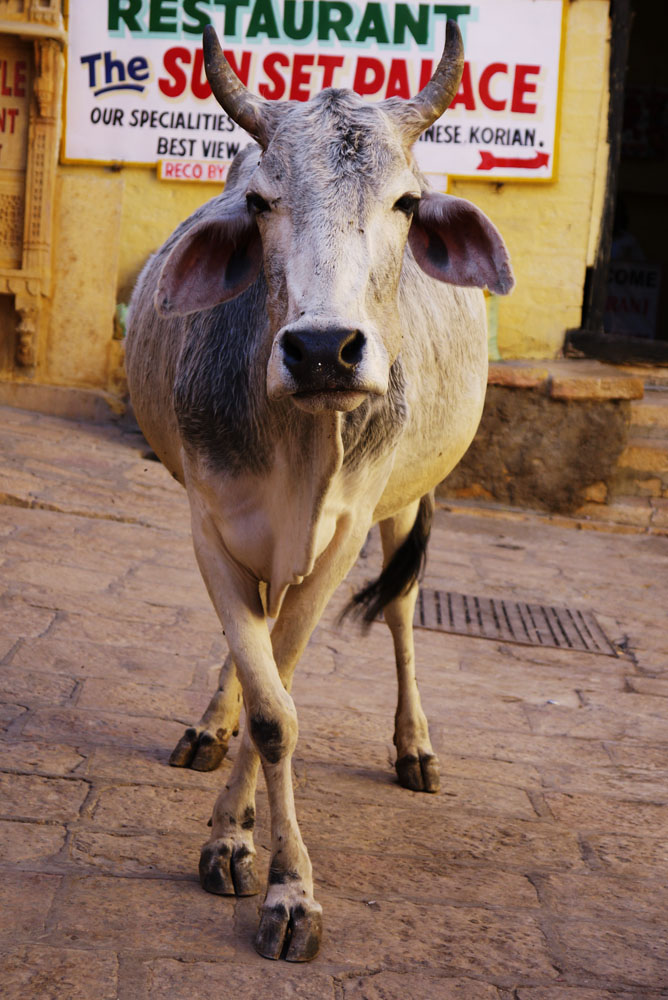 Kuh in Jaisalmer 