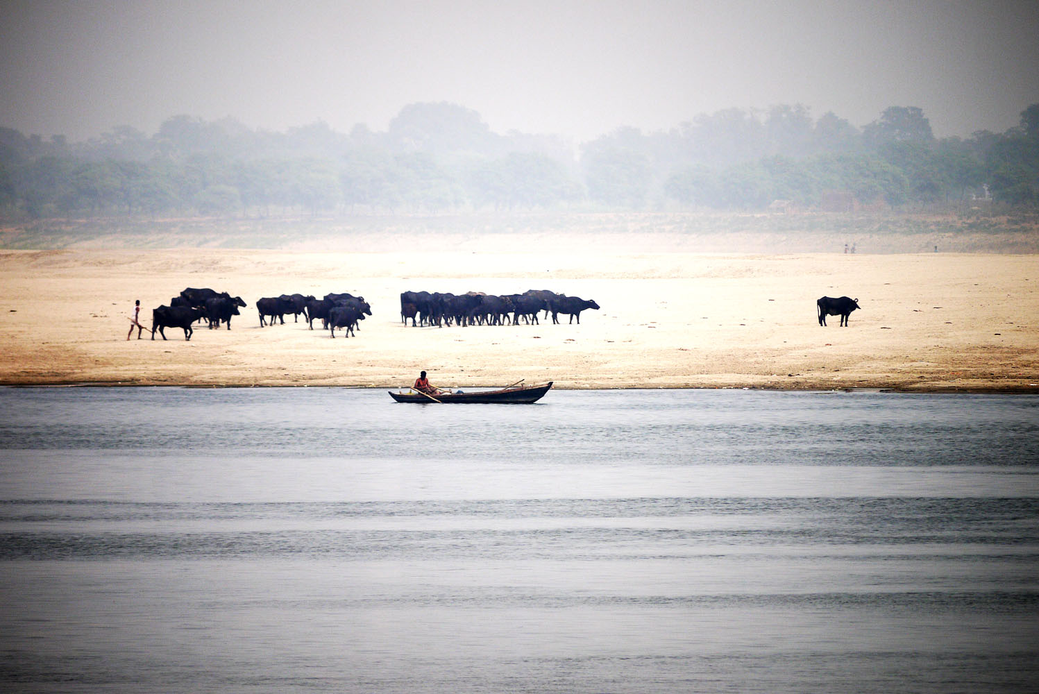 Ein Floß auf dem Fluss, im Hintergrund eine Herde Rinder