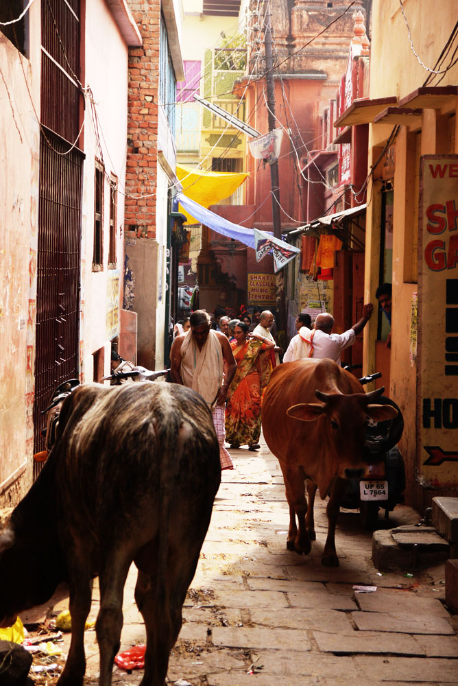  Menschen und Rinder in engen Gassen in Varanasi