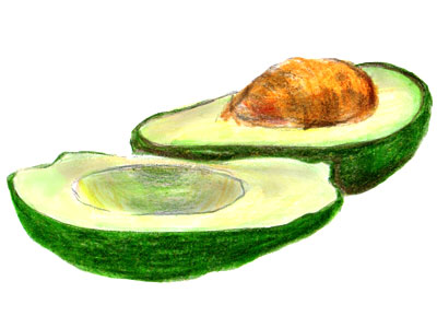 Avocado-Zeichnung