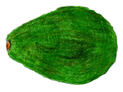 Avocado-Zeichnung