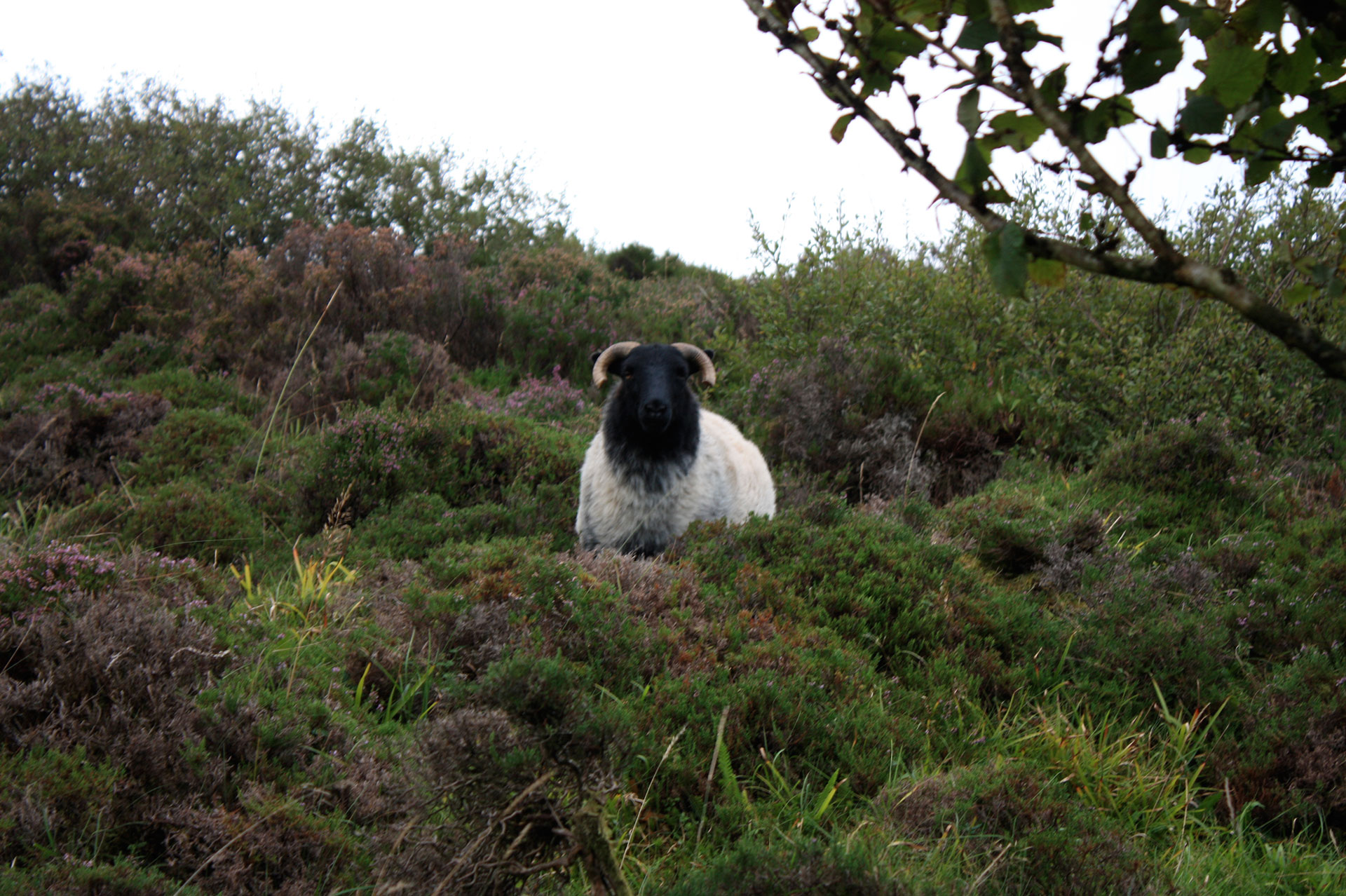 Wanderungen - ein Schaf in der irischen Wildnis