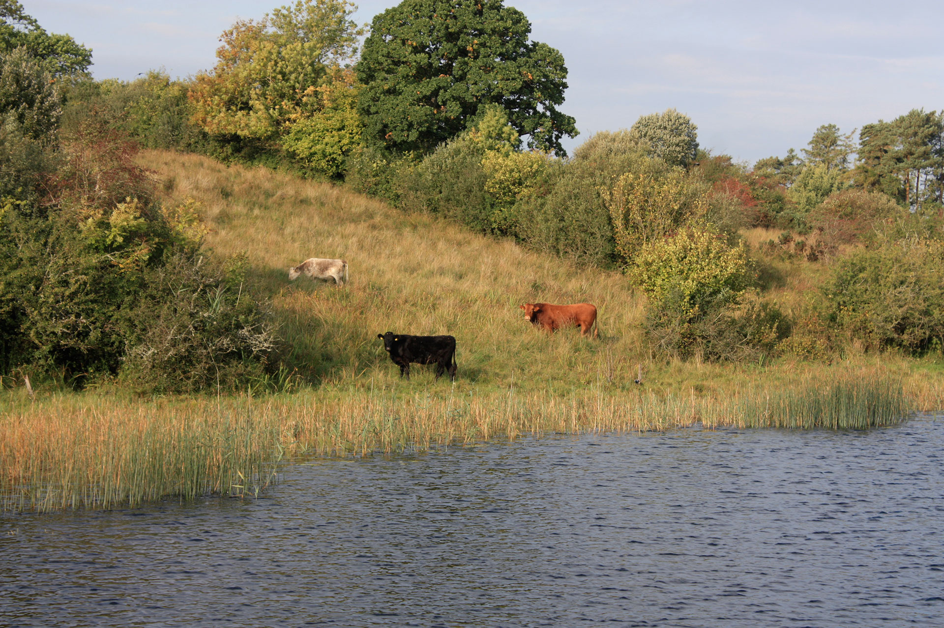 Hausboot fahren in Irland: Ausblick auf Kühe am Ufer