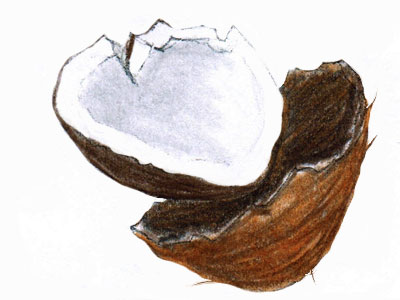 Zeichnung Kokosnuss