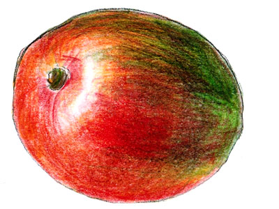 Mango-Zeichnung