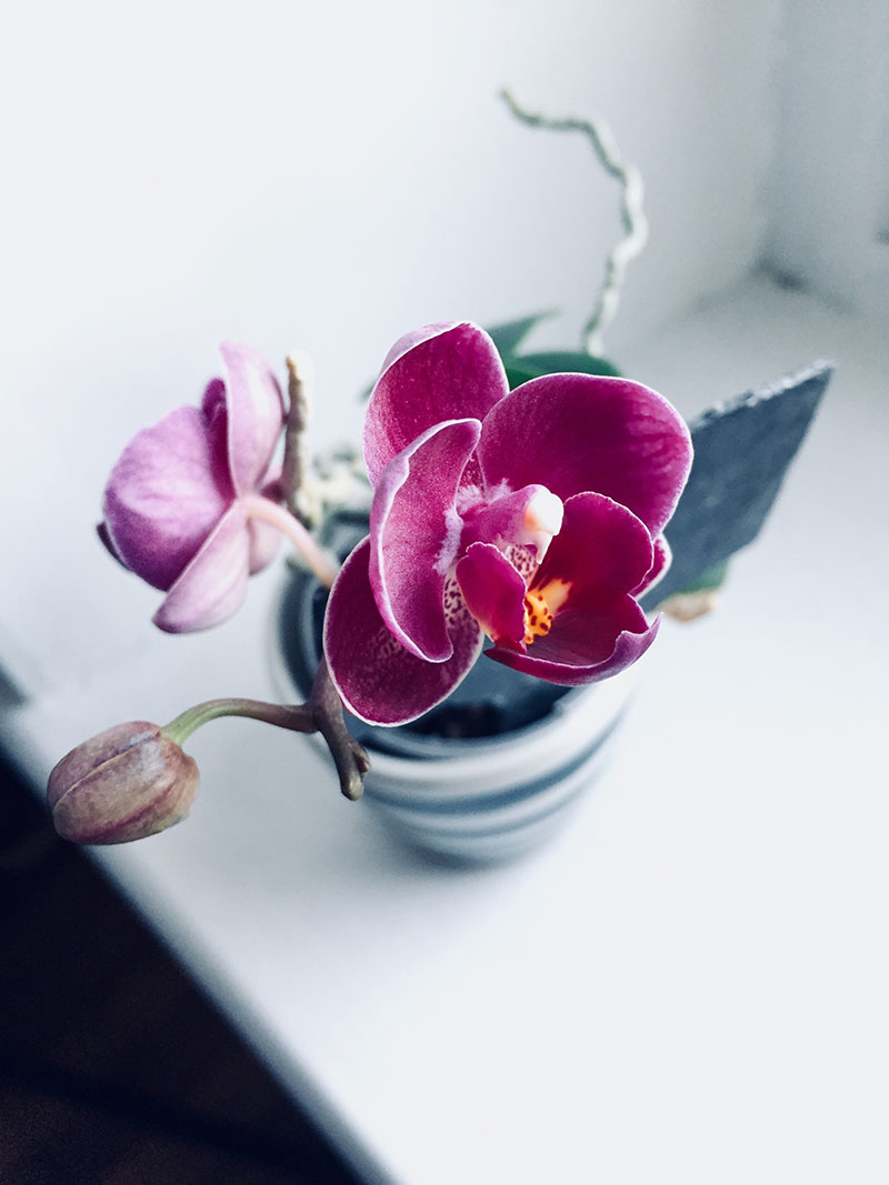 Pinke Orchidee in weißem Keramiktopf