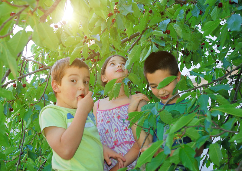 Kinder naschen Kirschen vom Baum